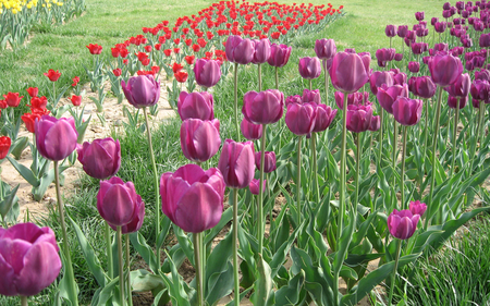 Tulips - flowers, tulip, pretty, nice