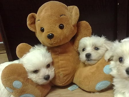 happy company - white, company, teddy bear, puppies, happy