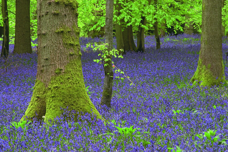 bluebell forest - forest, bluebells, nature, wild