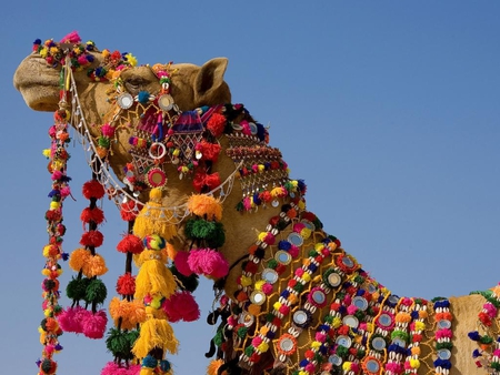 camel - camel, acsecoris, animal, sky