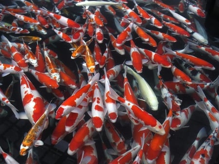 A-flock-of-red-and-white-fish - koi, fish, animals, colored