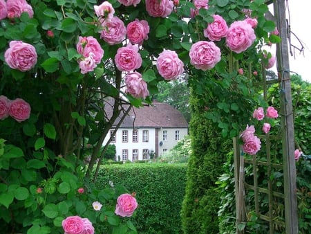 rosearch - arch, view, roses, castle, pink