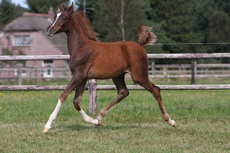 Arabian Foal - pony, arabian, nature, horses, sweety, foal, animals