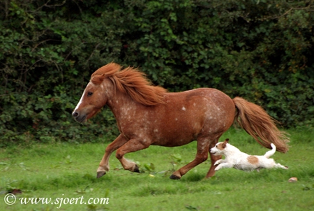 Playful Couple - pony, playful, nature, horses, dog, animals