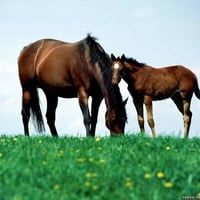 2 horses in a meadow