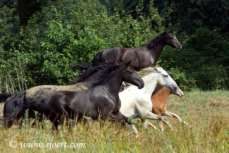 Horses Galloping - horses, nature, differendcolors, pony, free, animals, galloping