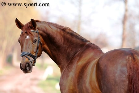 Are you looking at me - horses, back, nature, pony, animals, looking, lovely