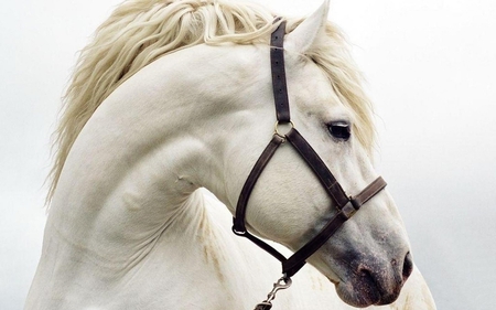 True White Horse is the kind and name of this Horse - breed, raines, nose, animals, eyes, white, horse, beautiful, truewhite