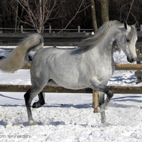 purebred arabian stallion