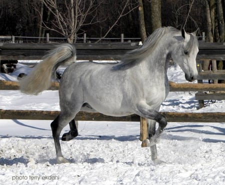 purebred arabian stallion