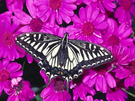 Deep pink - flowers, forever, bugs, butterflies, sunshine, deep pink, contrast, animals