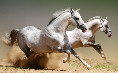 Arabian Horses from England - running, light, england, arabian, white, nature, horses, two, dirt, animals