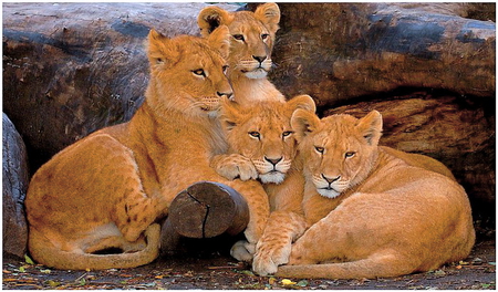 Part of the pride - cubs, gold white, four, young, resting, lions, siblings