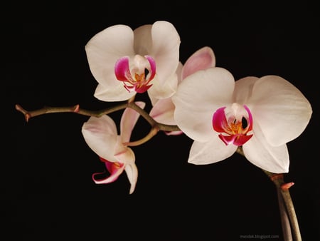 orchid - nature, flower, orchid, beautiful