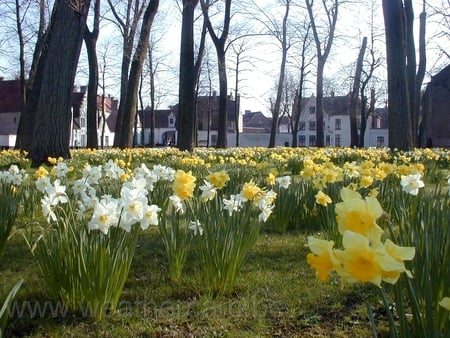 garden - nature, houses, trees, colors, flowers