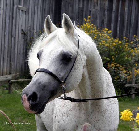 a amurath baikal - horses, amurath baikal, horse breeds, horse