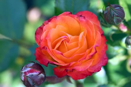 Nice rose - nature, nice, orange, rose, flower