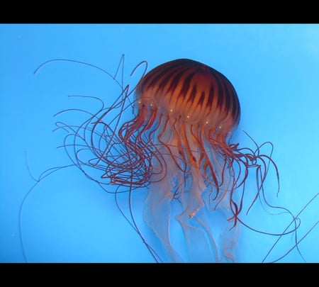 Jellyfish - animals, water, view, photo, orange, jellyfish, blue, underwater