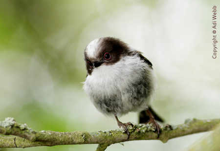 Long-tailed tit - aegithalos caudatus, bird, wing, ltt, beak, small, little, long-tailed tit