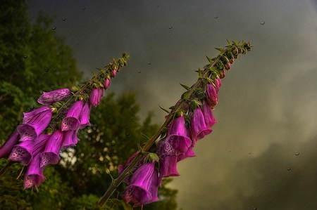 Rain.... - beauty, nice, gloomy, rain, photography, lovely, nature, purple, cool, pretty, beautiful, hdr, flowers, flower, drops