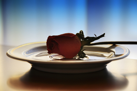 a rose on a plate - plate, still life, rose, red