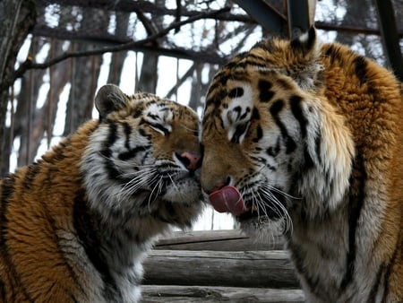 Feline love - wildlife, love, feline, tiger, big cat