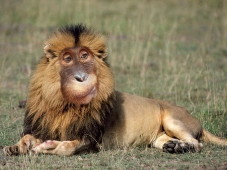 Funny monkey lion - animal, funny, monkey, lion