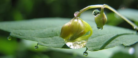 Rainforest groundcover - dewdrops, buds, closeup, woods, humid