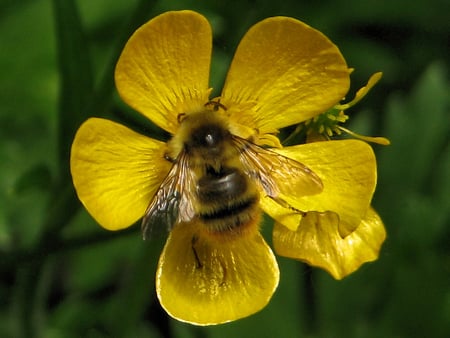 Yellow-black bee on yellow flower - bee, flower, yellow, closeup