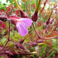 Flower  - or weeds?