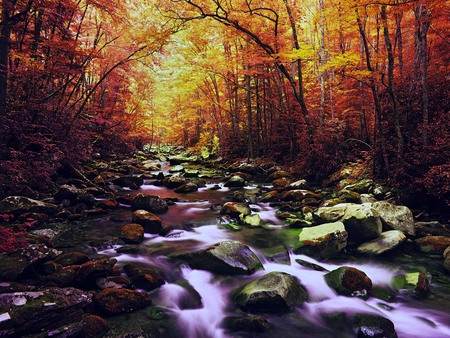 AUTUMN STREAM - autumn, forest, stream, colors, stones