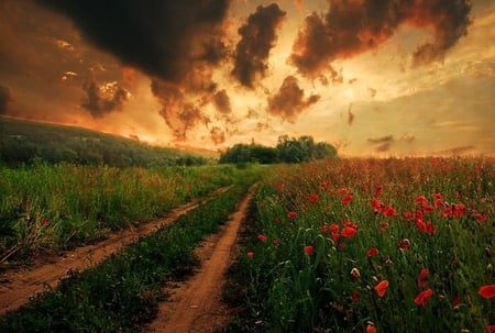 poppies and sky - poppies, sunset, nature, field, sky