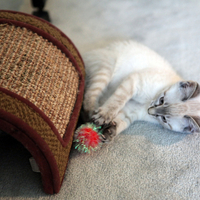 little playing kitty