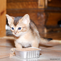 cute hungry kitty