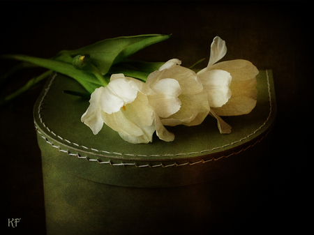 triple white - white, box, tulips, still life, triple