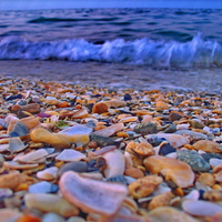 Shells on South Eforie - Romania