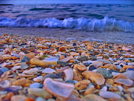 Shells on South Eforie - Romania - summer, warm, seaside, sea, blue, shells