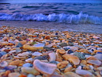 Shells on South Eforie - Romania