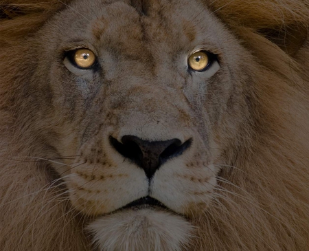 Golden Eyed Lion - lions, big, animal, cats, lion, close up, cat, animals