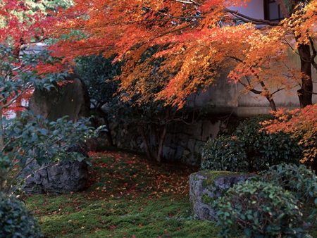 seasonal beauty - beauty, autumn, trees, photography, orange