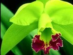 Green orchid