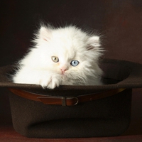 Cute Kitty