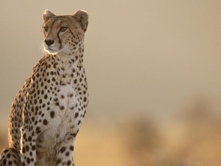 Cheetah-Masai-Mara-Kenya - cheetah, wildcat, animal, bigcat, nice