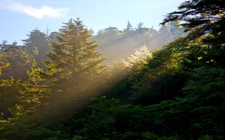 F(P)INE MORNING - pine, forest, morning, rays, sun