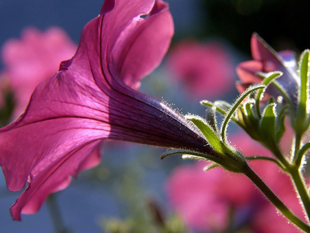 Pretty Pink Flower - flower, nature, beautiful, pink flower