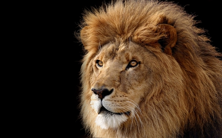 LION THE RULER - mane, king, ruler, lion, face