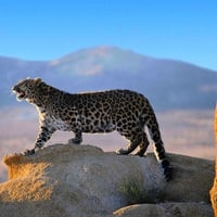 GRACEFUL LEOPARD