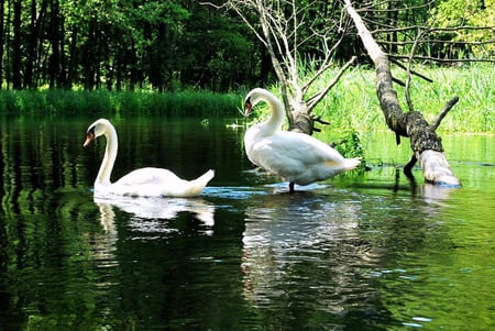 Beautiful pair - trees, white, swans, water, pair