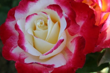 special rose for Stefanie - nature, love, red, rose, flower