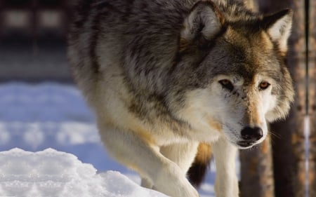 GRACEFUL GRAY WOLF - wolf, winter, graceful, gray, snow